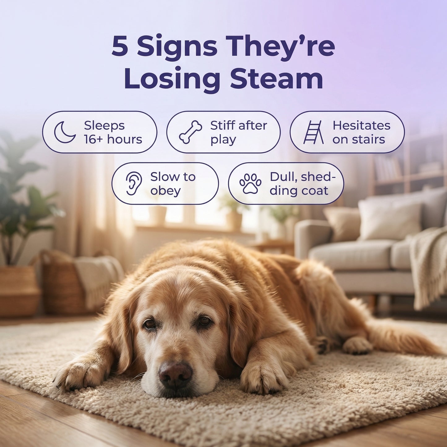 PawGlow™ Collagen Drops